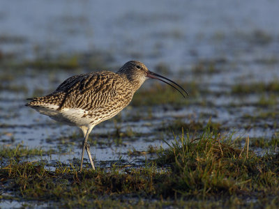 Storspov - Curlew