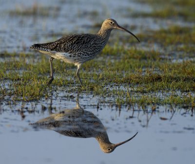 Storspov - Curlew