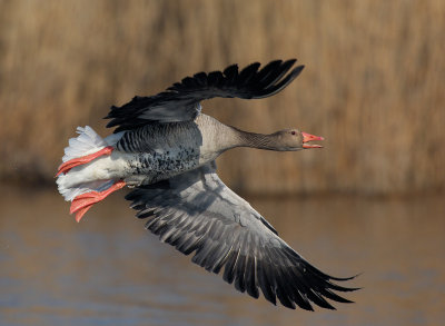 Greylag Goose