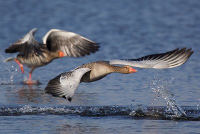 Greylag Geese