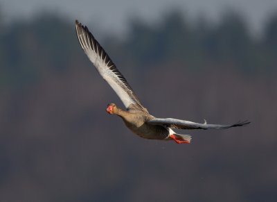 Greylag Goose