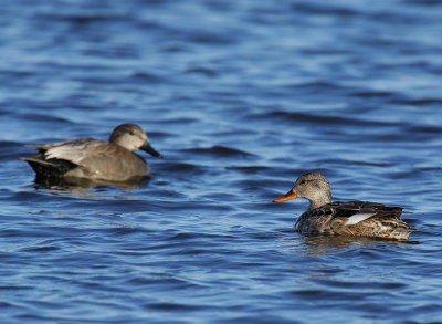 Gadwall, pair