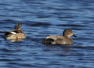 Gadwall, pair