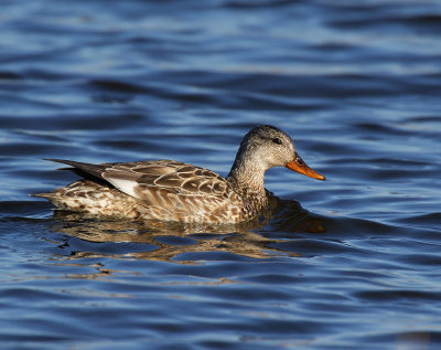 Gadwall, female