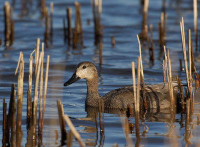 Gadwall, male