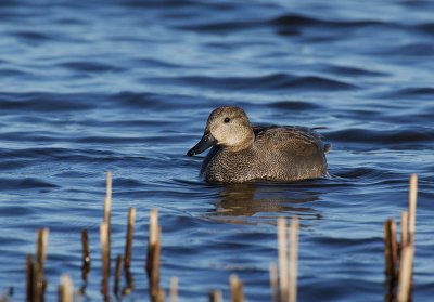 Gadwall, male