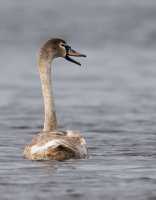 Mute Swan, immature