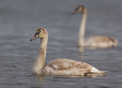 Mute Swan, immature