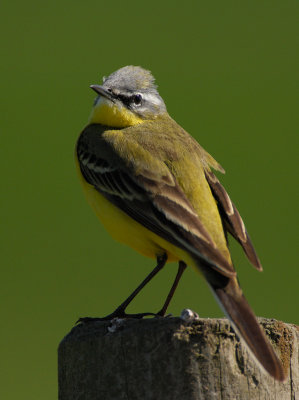 Yellow Wagtail, male