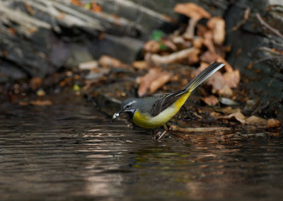 Grey Wagtail