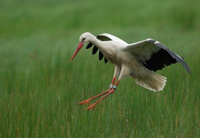 White Stork