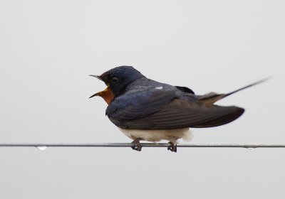 Barn Swallow