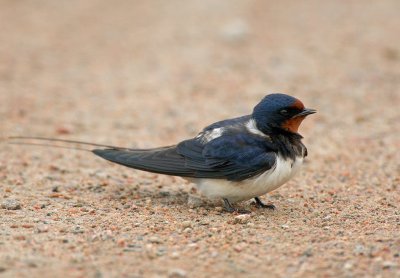 Barn Swallow