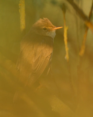 Marsh Warbler