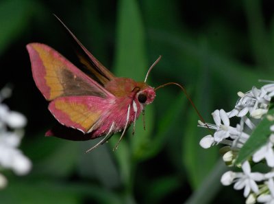 Deilephila porcellus