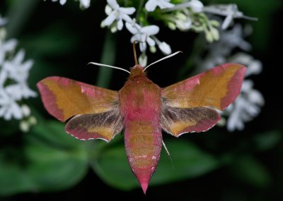 Deilephila porcellus