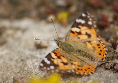 Tistelfjäril (Cynthia cardui)