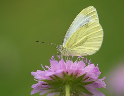 Rapsfjril (Pieris napi)