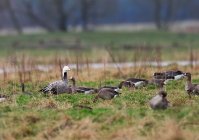 Hybrid including Emperor Goose