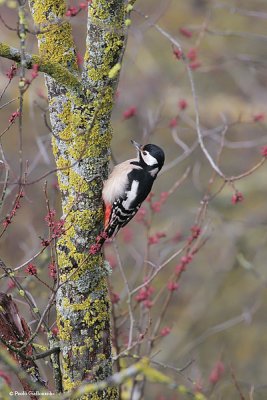 Picchio Rosso Maggiore (Great spotted woodpecker).jpg