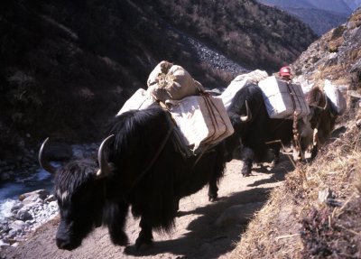 Margaret's Photos of our 2001 Everest Trek