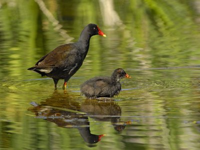 Gallinule poule-d'eau