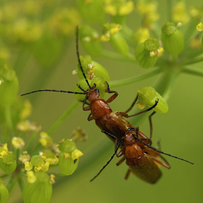 Rhagonycha excavata