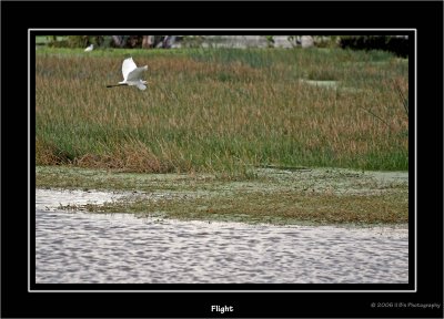 The Birds of Green Cay Wetlands, Boynton Beach Florida