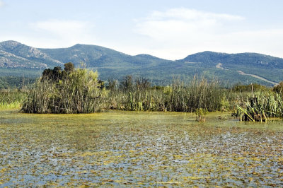 Algrie - Lac Tonga