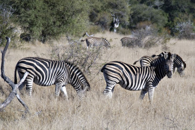 zebre