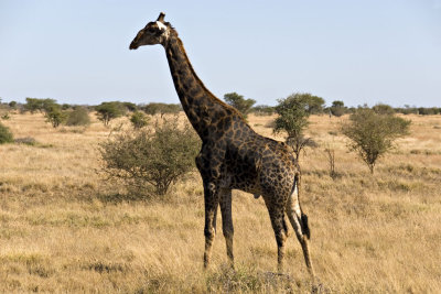 girafe