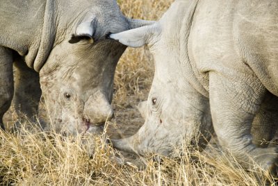 rhinocros blancs