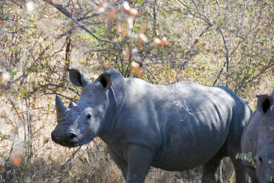 rhinos blancs