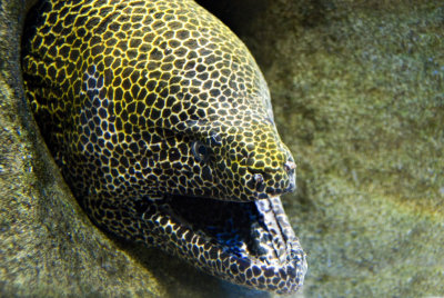 Cape Town Aquarium - murene