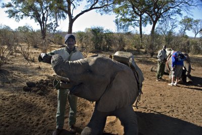 Elephant Master
