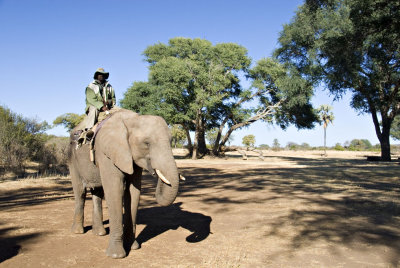 Elephant Master