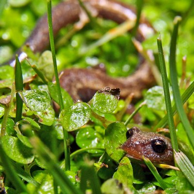 Slender Salamander