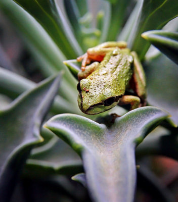 Pacific Treefrog