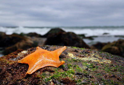 Bat Sea Star