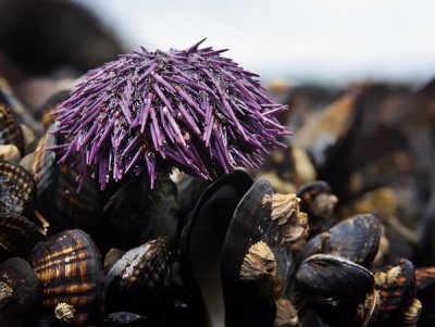 Sea Urchin