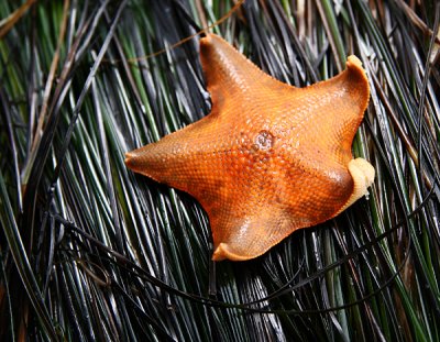 Bat Sea Star