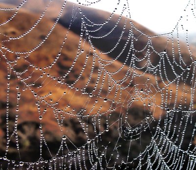 Dew on Spider Web