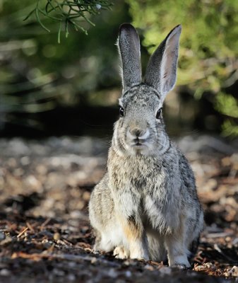 Southern Desert Cottontail