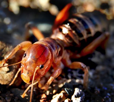 Jerusalem Cricket