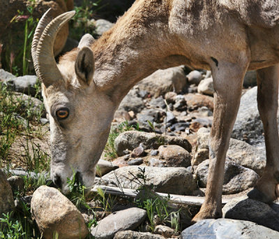 Peninsular Bighorn Sheep