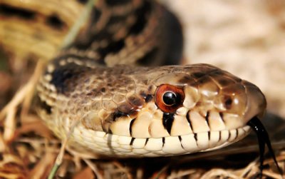 San Diego Gopher Snake