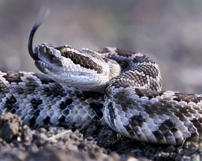 Southern Pacific Rattlesnake