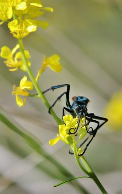 Tarantula Hawk