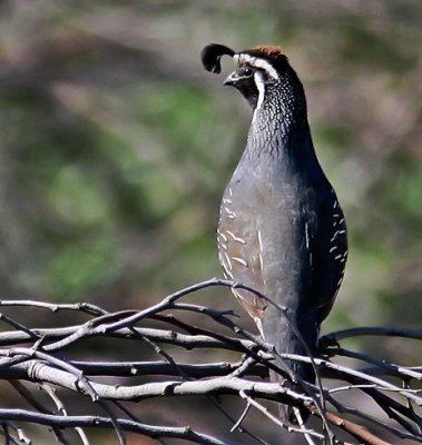 California Quail