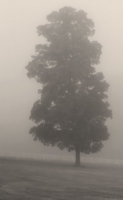 Tree, Fence, & Fog